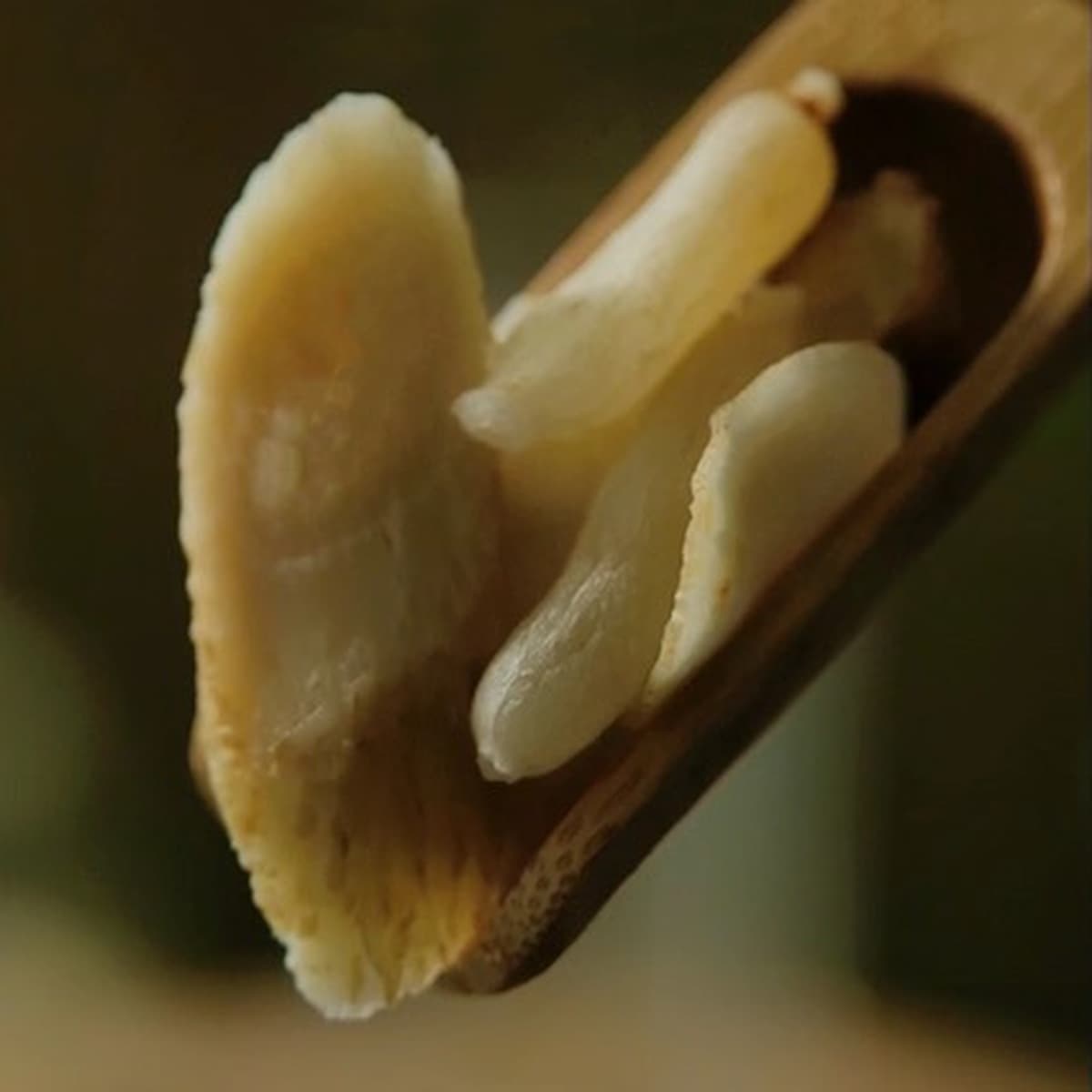 Вечный чай с четырьмя сокровищами американского женьшеня