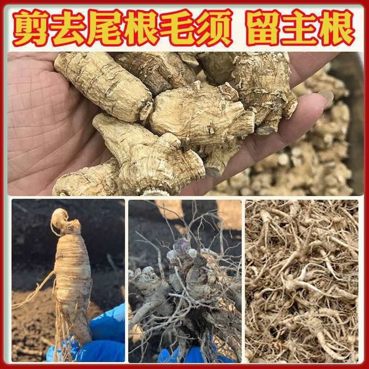 Импульс) Соединенные Штаты импортировали американский женьшень