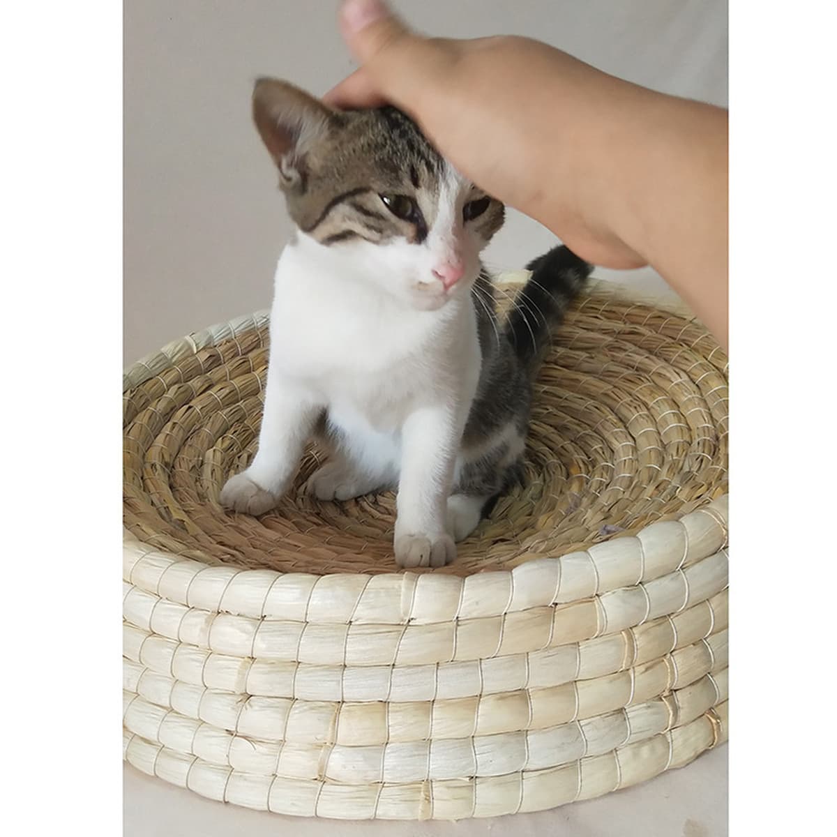 Гнездо для домашних животных Летнее кошачье гнездо Большое гнездо для домашних животных Кошка Когтеточка Собачье гнездо...