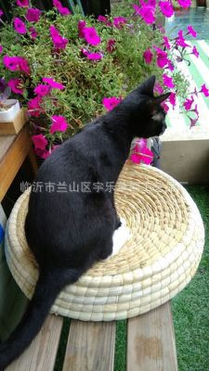 Гнездо для домашних животных Летнее кошачье гнездо Большое гнездо для домашних животных Кошка Когтеточка Собачье гнездо...