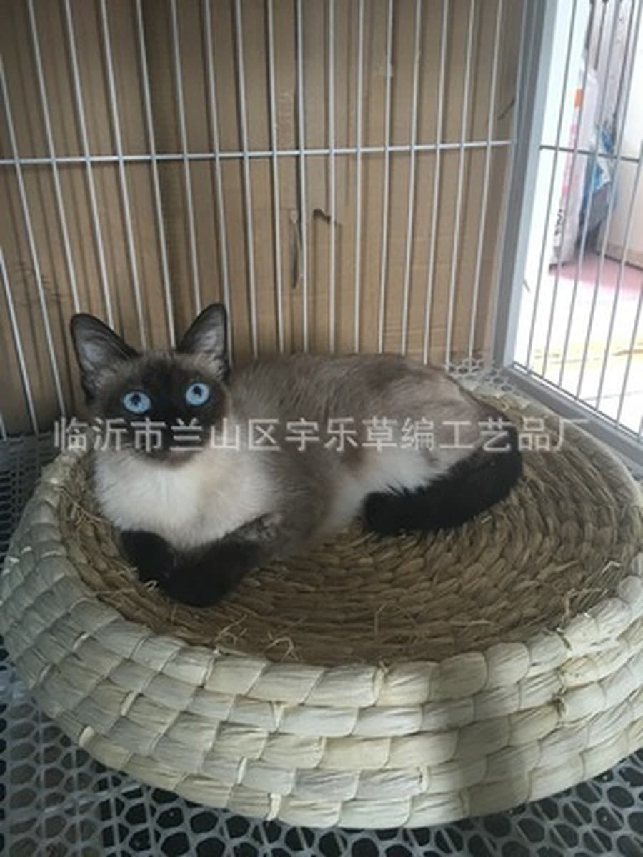 Гнездо для домашних животных Летнее кошачье гнездо Большое гнездо для домашних животных Кошка Когтеточка Собачье гнездо...