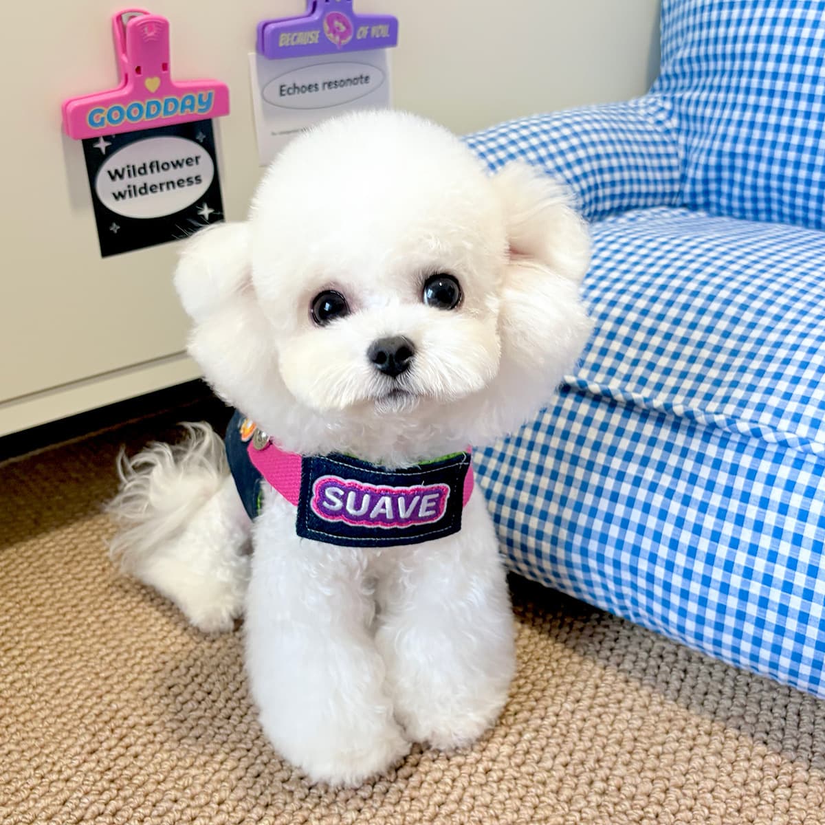 Поводок для домашних животных, джинсовый ремень дофамина для кошек и собак, подходит для Тедди, Бишона, Шнауцера,...