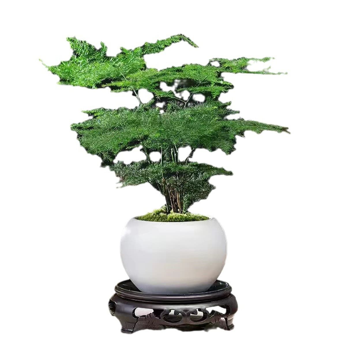 Спаржа горшечные растения Комнатные цветы и растения гостиная поглощают некоторое количество альдегида бонсай офисный...