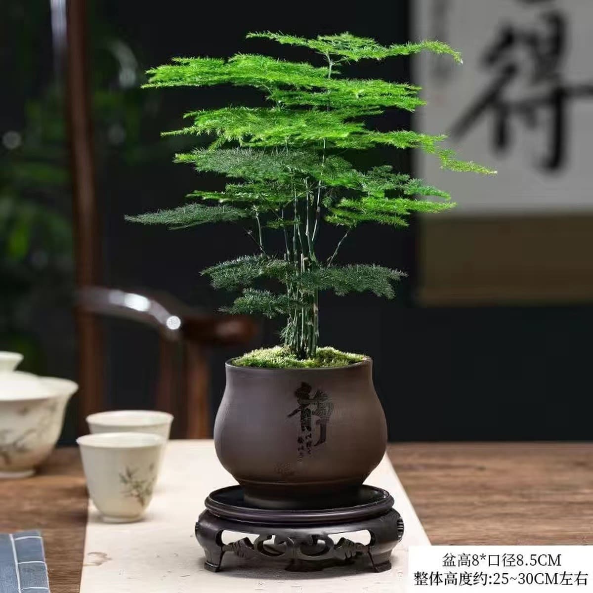 Спаржа горшечные растения Комнатные цветы и растения гостиная поглощают некоторое количество альдегида бонсай офисный...