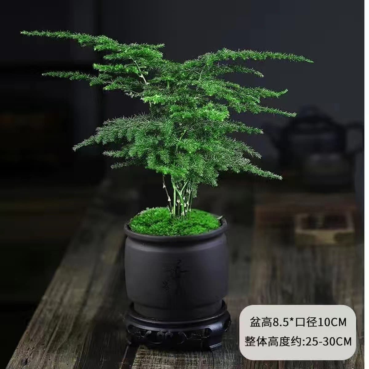Спаржа горшечные растения Комнатные цветы и растения гостиная поглощают некоторое количество альдегида бонсай офисный...