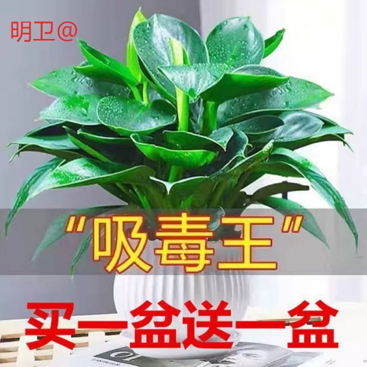 Крупнолистное золотисто-алмазное зеленое растение принцессы в горшке, вечнозеленое круглый год, поглощает формальдегид и...