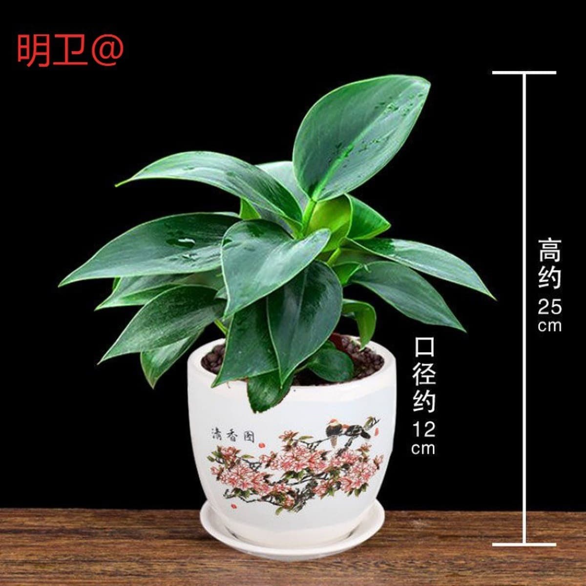 Крупнолистное золотисто-алмазное зеленое растение принцессы в горшке, вечнозеленое круглый год, поглощает формальдегид и...