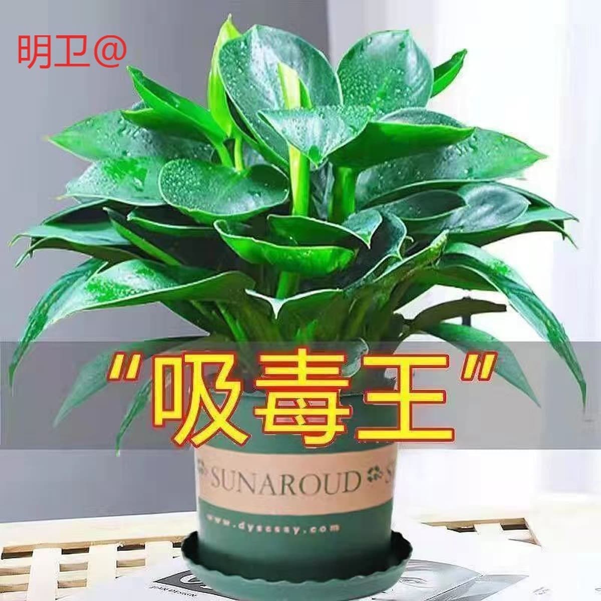 Крупнолистное золотисто-алмазное зеленое растение принцессы в горшке, вечнозеленое круглый год, поглощает формальдегид и...