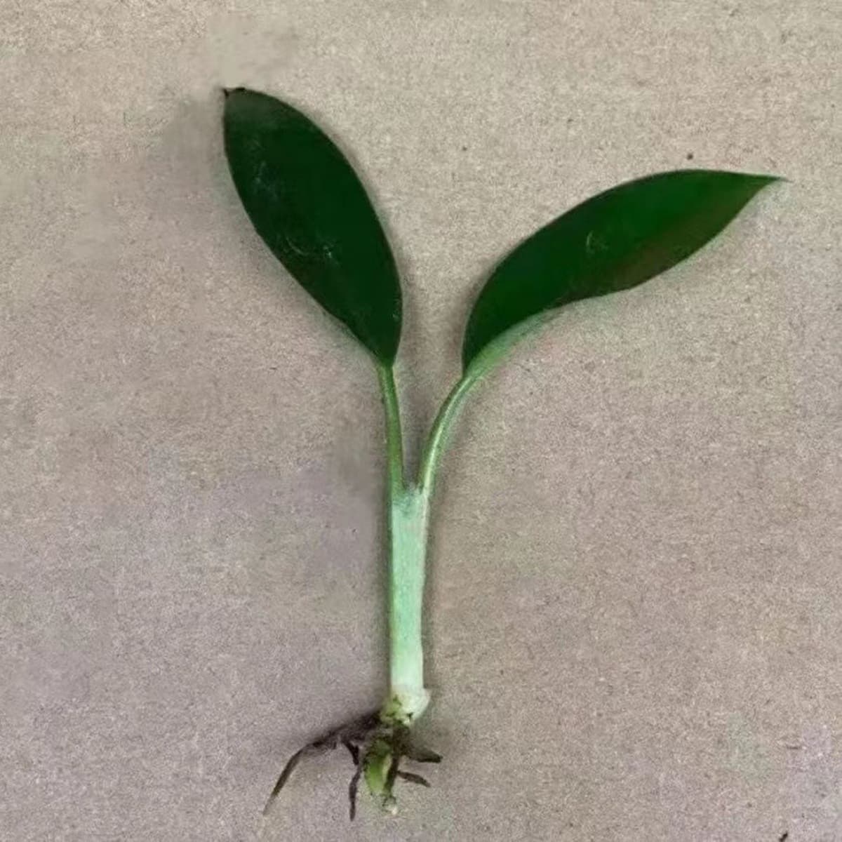 Крупнолистное золотисто-алмазное зеленое растение принцессы в горшке, вечнозеленое круглый год, поглощает формальдегид и...