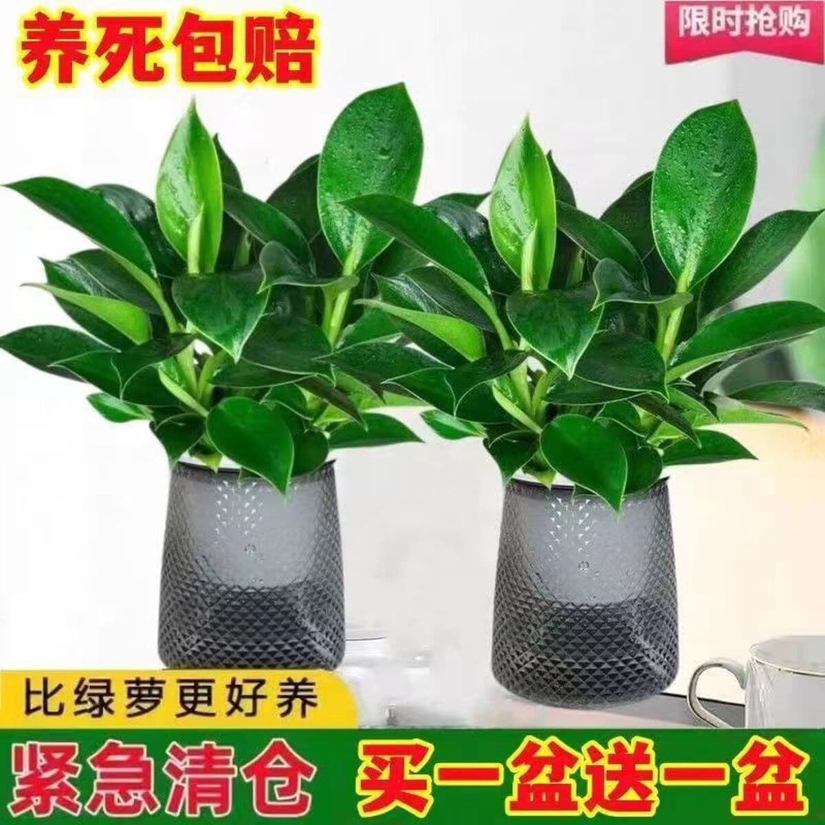 Крупнолистное золотисто-алмазное зеленое растение принцессы в горшке, вечнозеленое круглый год, поглощает формальдегид и...