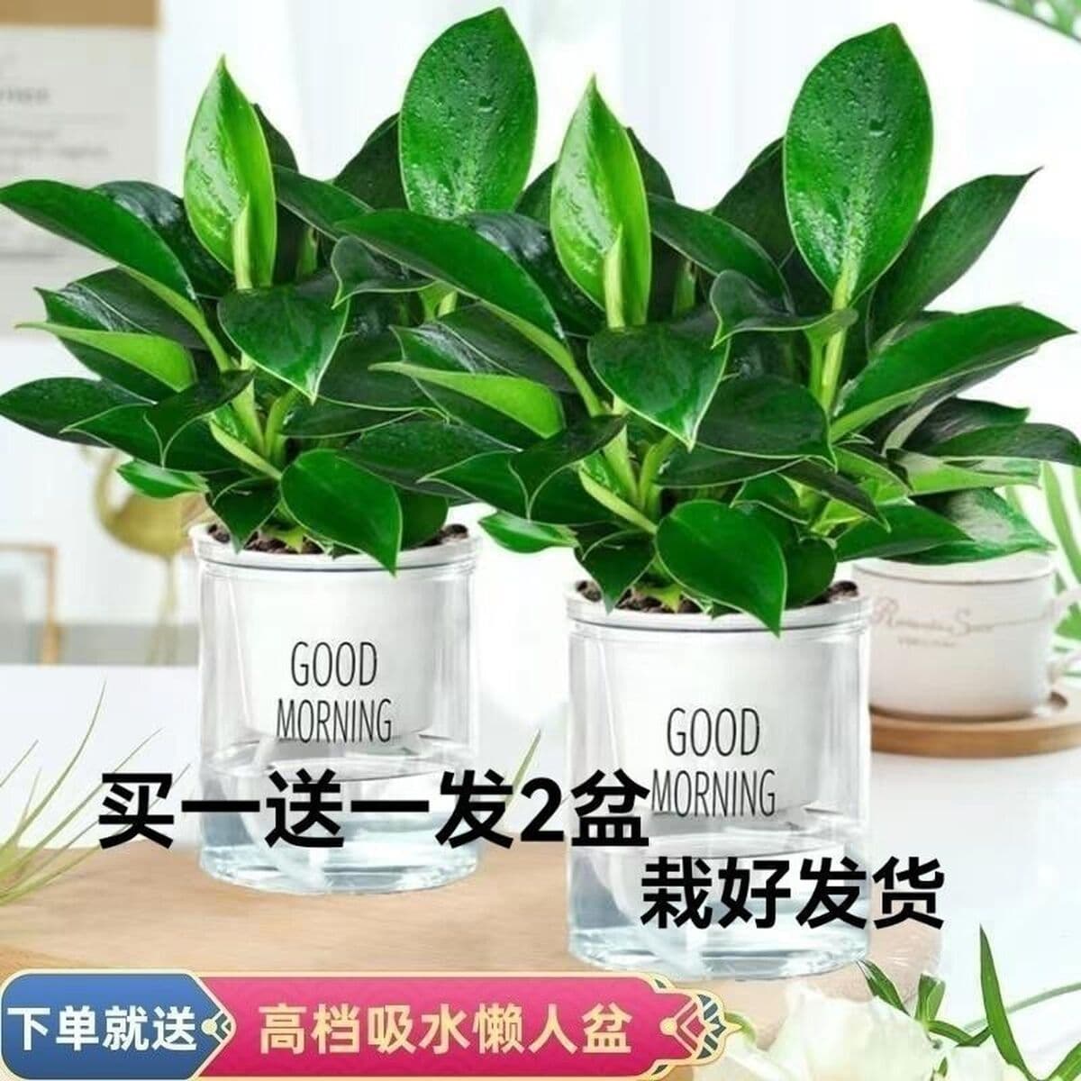 Крупнолистное золотисто-алмазное зеленое растение принцессы в горшке, вечнозеленое круглый год, поглощает формальдегид и...