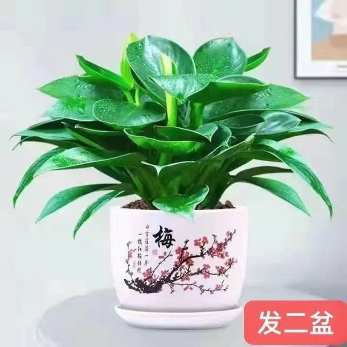 Крупнолистное золотисто-алмазное зеленое растение принцессы в горшке, вечнозеленое круглый год, поглощает формальдегид и...