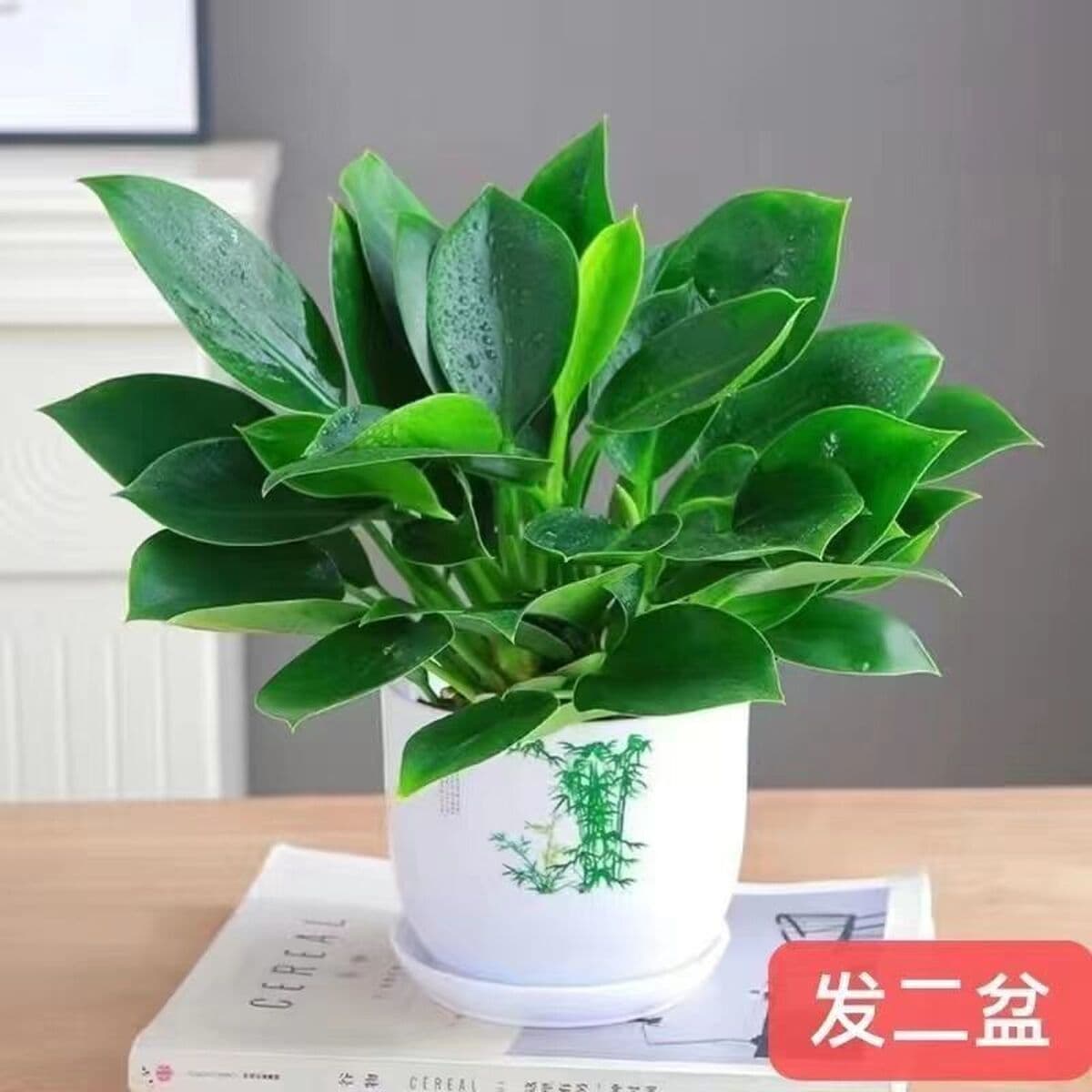 Крупнолистное золотисто-алмазное зеленое растение принцессы в горшке, вечнозеленое круглый год, поглощает формальдегид и...