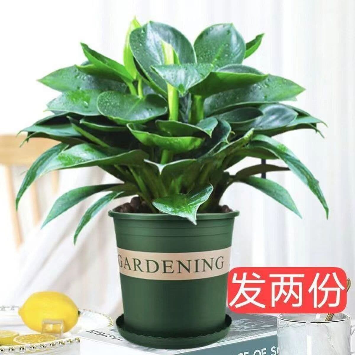 Крупнолистное золотисто-алмазное зеленое растение принцессы в горшке, вечнозеленое круглый год, поглощает формальдегид и...