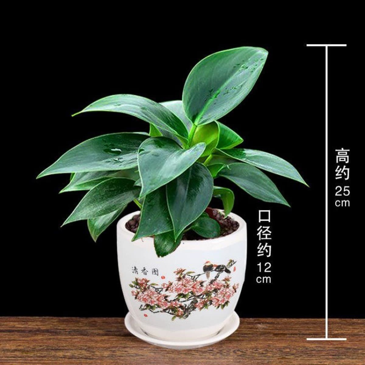 Крупнолистное золотисто-алмазное зеленое растение принцессы в горшке, вечнозеленое круглый год, поглощает формальдегид и...