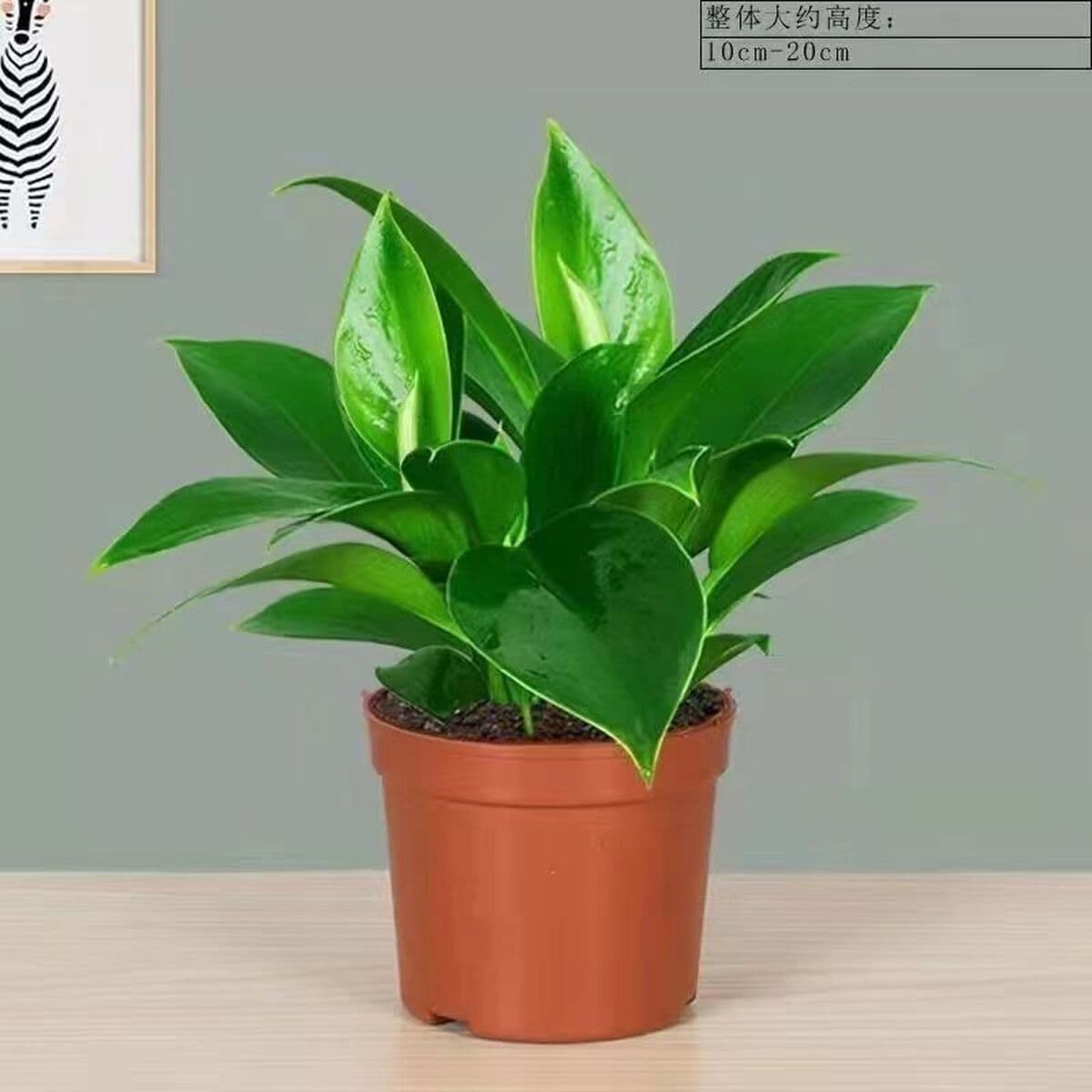 Крупнолистное золотисто-алмазное зеленое растение принцессы в горшке, вечнозеленое круглый год, поглощает формальдегид и...