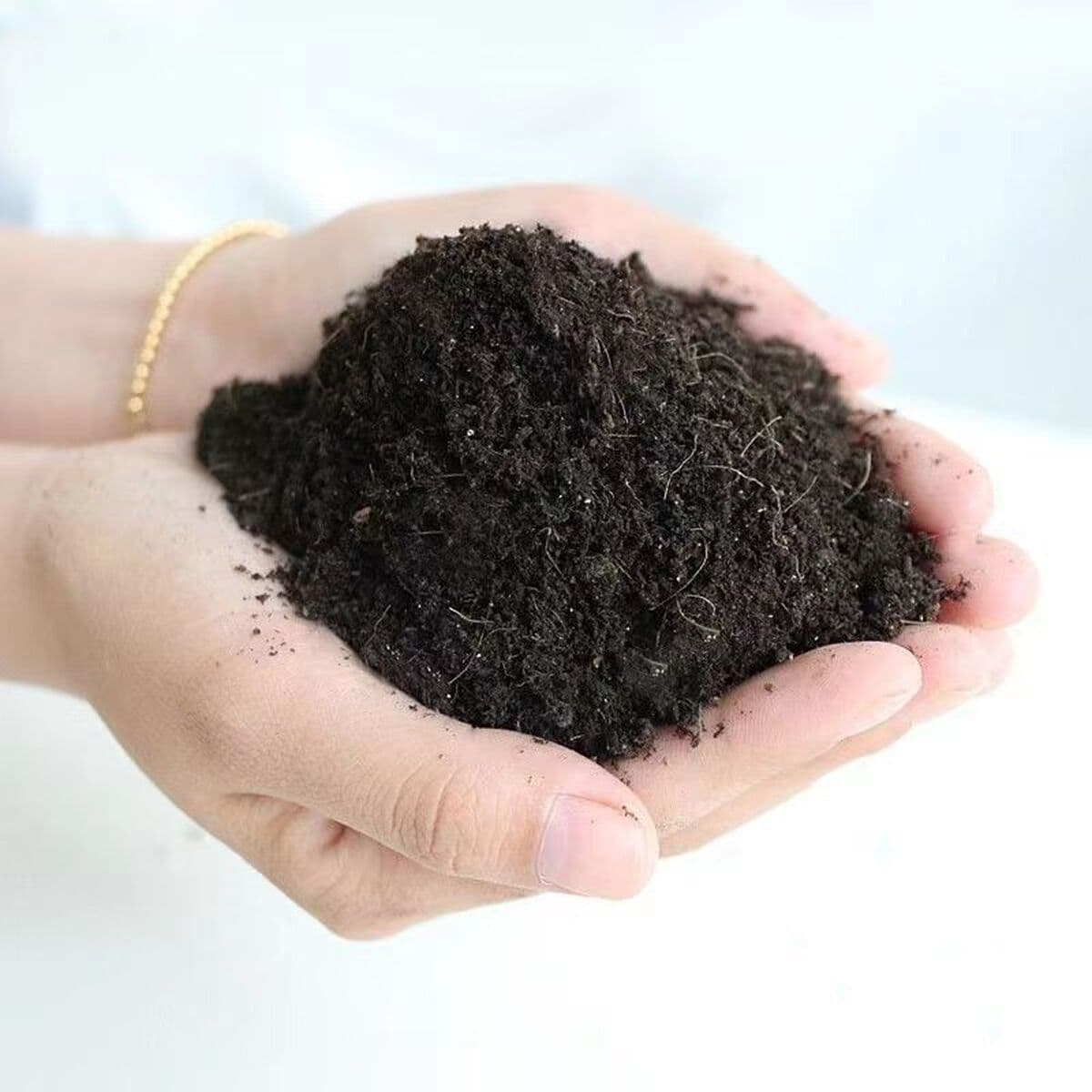 Крупнолистное золотисто-алмазное зеленое растение принцессы в горшке, вечнозеленое круглый год, поглощает формальдегид и...