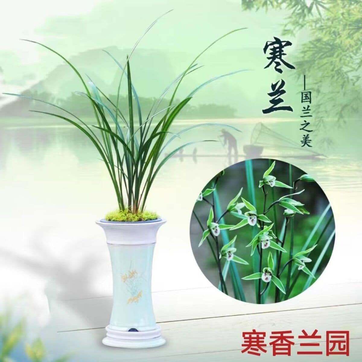 Холодная орхидея с тонкими листьями, ароматные и ценные саженцы орхидей, комнатный балкон, высококачественные зеленые...