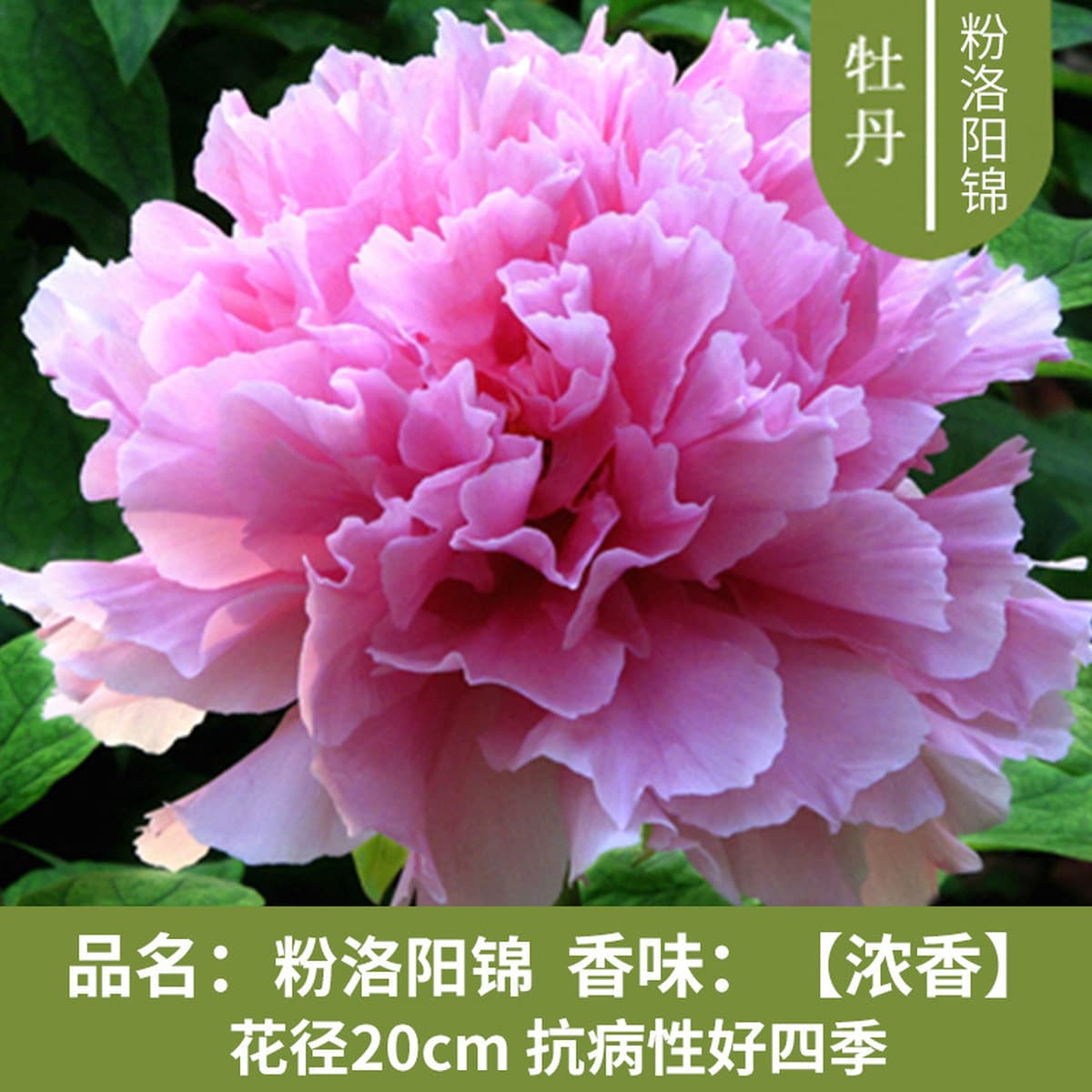 Саженцы пиона из Луояня, крупные саженцы, цветущие растения, комнатные цветы, легко выращиваемые растения в горшках, саженцы...