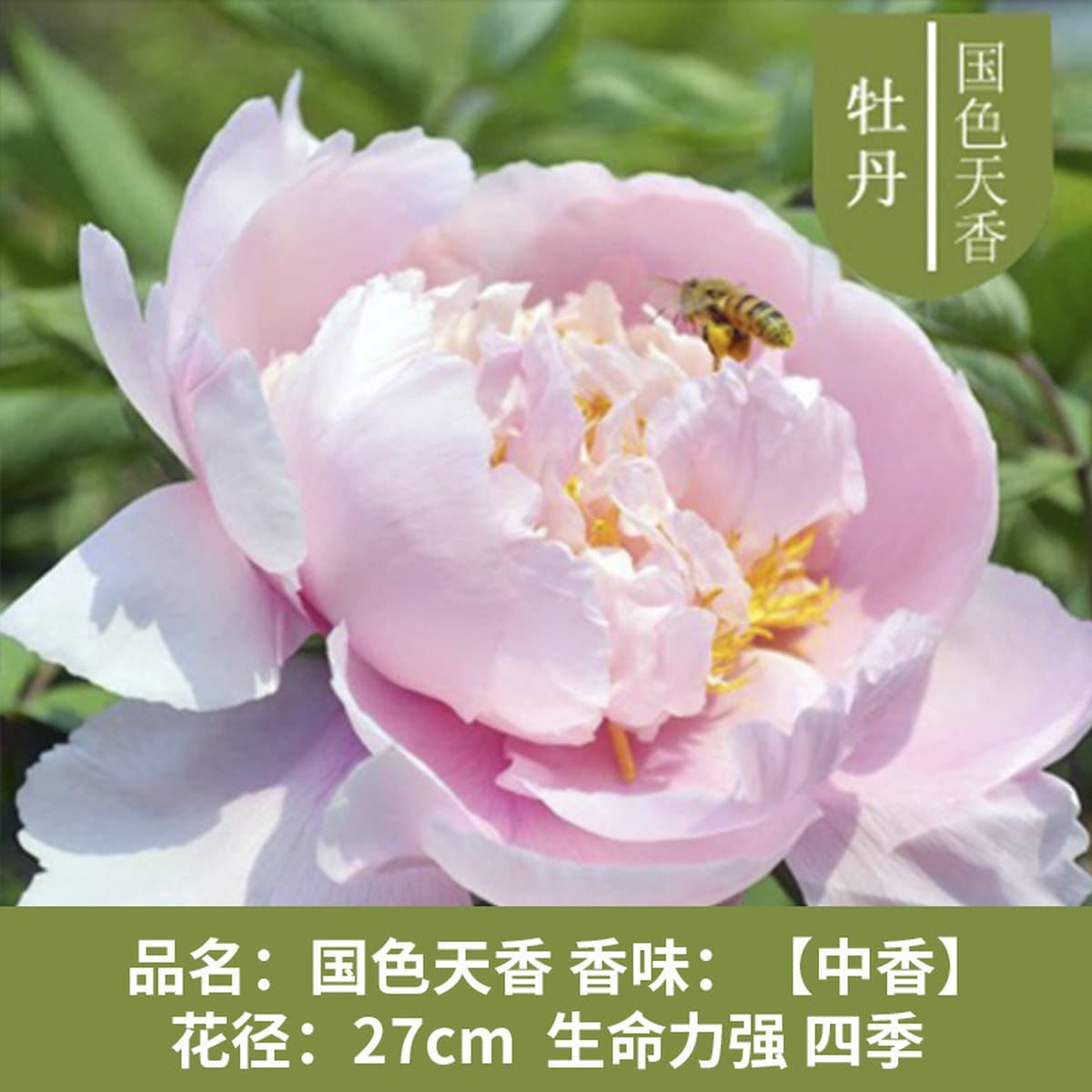 Саженцы пиона из Луояня, крупные саженцы, цветущие растения, комнатные цветы, легко выращиваемые растения в горшках, саженцы...