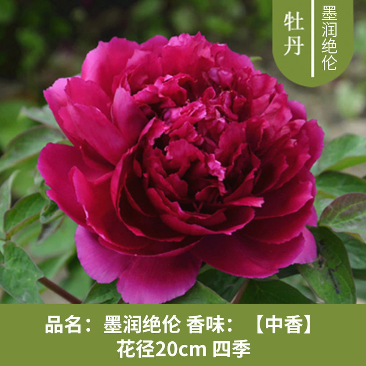 Саженцы пиона из Луояня, крупные саженцы, цветущие растения, комнатные цветы, легко выращиваемые растения в горшках, саженцы...