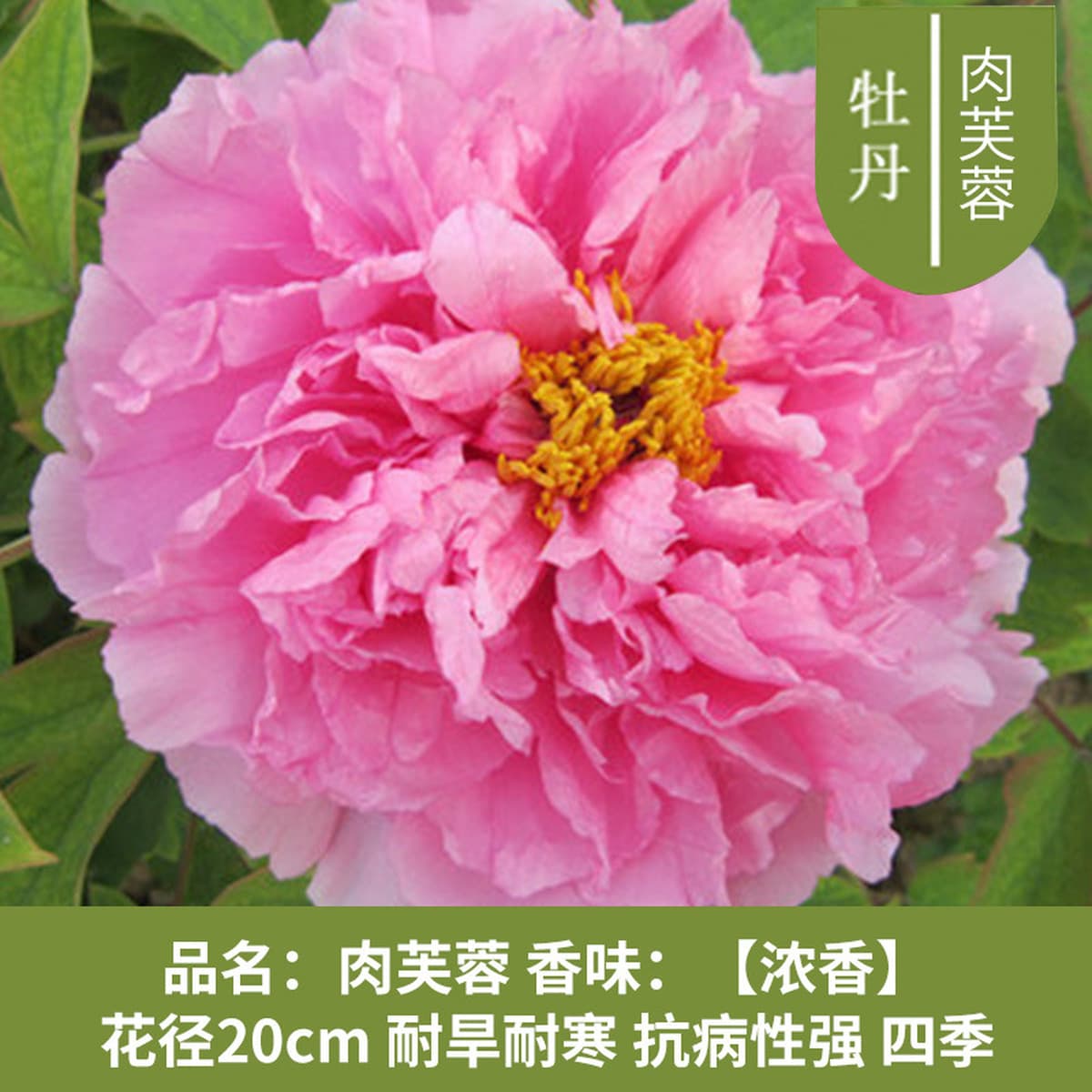 Саженцы пиона из Луояня, крупные саженцы, цветущие растения, комнатные цветы, легко выращиваемые растения в горшках, саженцы...