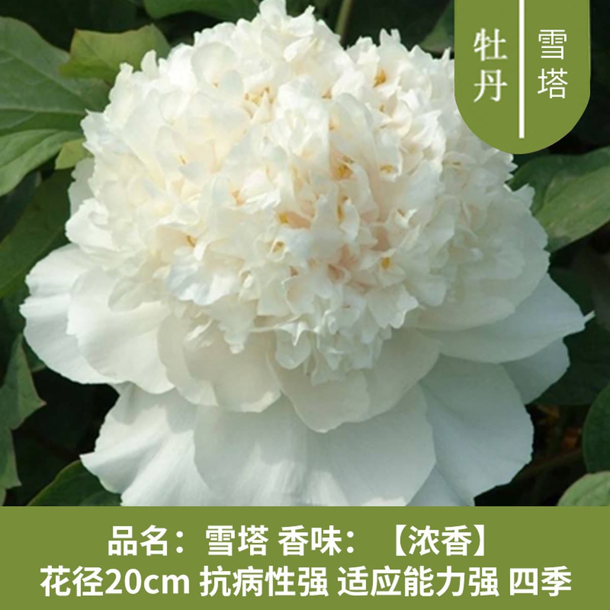 Саженцы пиона из Луояня, крупные саженцы, цветущие растения, комнатные цветы, легко выращиваемые растения в горшках, саженцы...