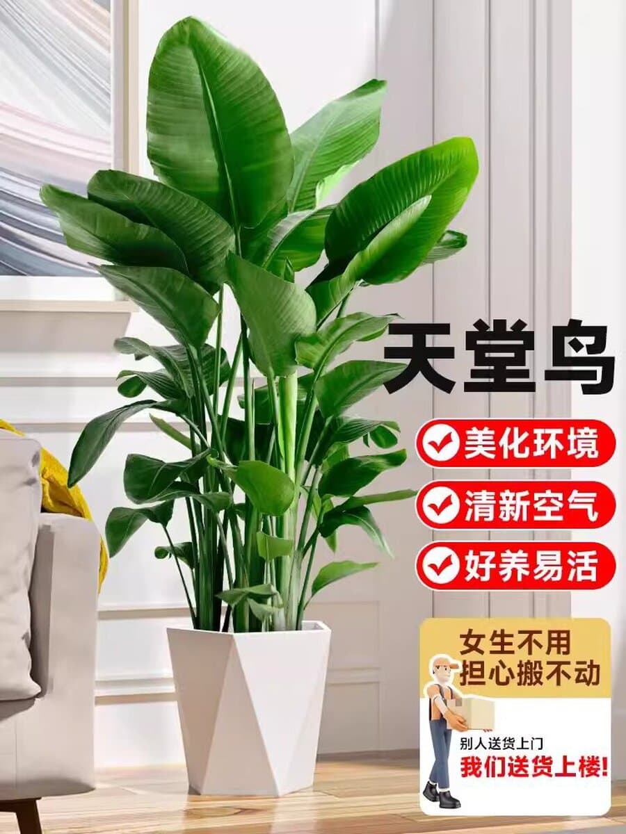 Птица рая в горшке, зеленое комнатное растение, большое растение для гостиной, напольное растение, настоящее дерево, офис,...
