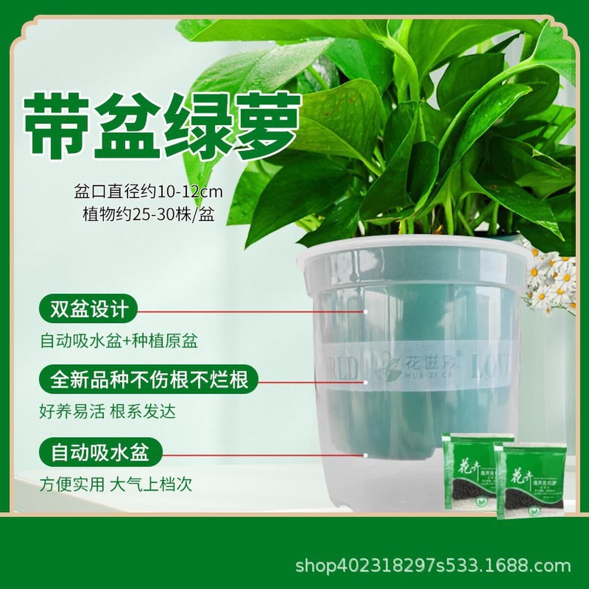 Оптовые комнатные горшечные зеленые растения для очистки воздуха, цветы, зеленые подвесные орхидеи, бонсай напрямую с базы.